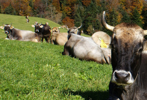 Regional und Fair - Käse aus Vorarlberg 3 Kuh