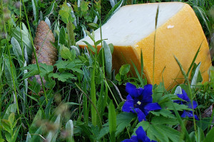 DANKE für Ihre Wertschätzung von Besonderem 2 Bregenzerwälder Rahmkäse auf der grünen Alpenwiese