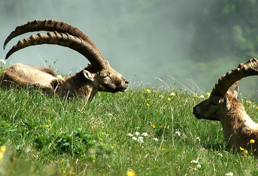 Steinbock