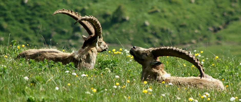 Steinbock Kanisfluh