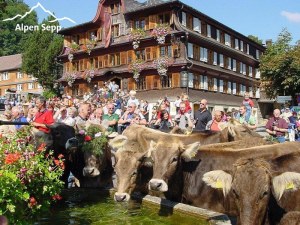Videos - Vorstellung unsere Region Vorarlberg - Bregenzerwald 2 Alpabtrieb Schwarzenberg 12