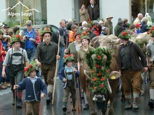 Alpsommer Ende: Termine Almabtrieb - Alpabtriebe 2016 - die Alpkühe kehren ins Tal zurück 2 Alpabtrieb Schwarzenberg 4