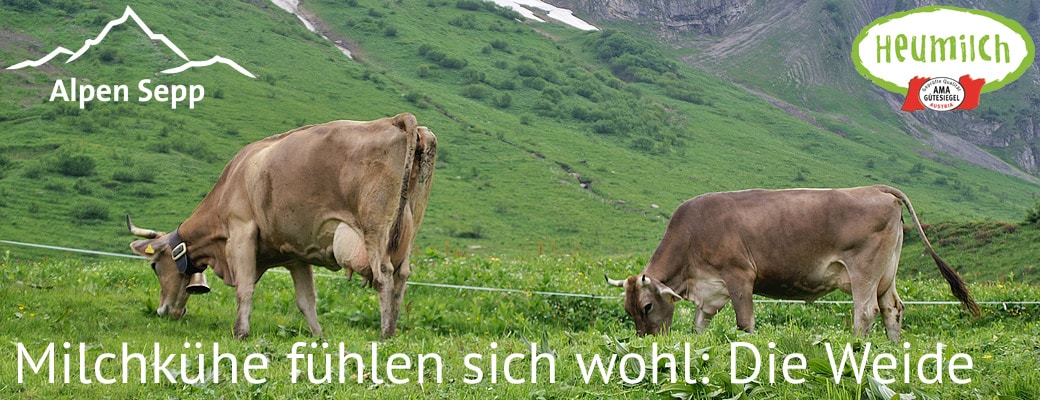 Milchkühe auf der Weide
