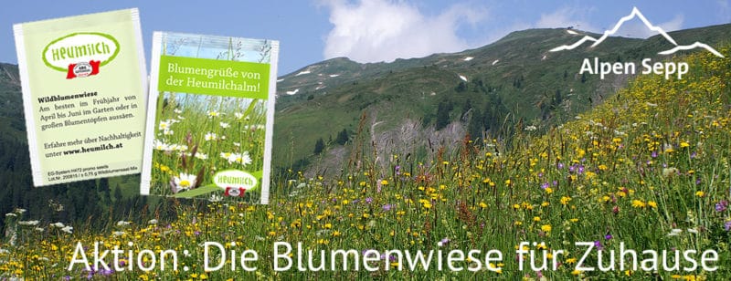 Aktion Blumenwiese Samen