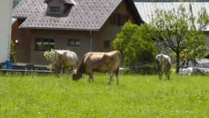 Wissenswerter Bericht: Vom Wildtier zum Hausrind 2 Bauernhof in Mellau