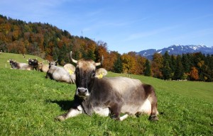 Wissenswerter Bericht: Vom Wildtier zum Hausrind 3 Braunvieh Rasse