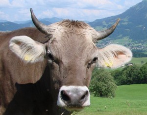 Kuh Hörner