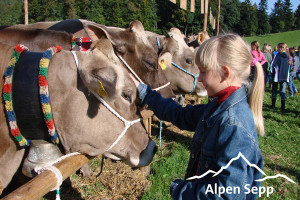 Wo ist die Turbokuh in Vorarlberg? 2 Gesunde Kühe für beste Milch