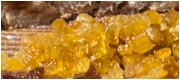 stollen orangeat