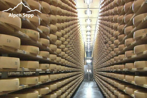 Alpengeheimnis Bergkäse - Lagerung und Reifung im Bregenzerwälder Käsekeller 3 Kaesekeller Bregenzerwald - Sicht ins Käselager
