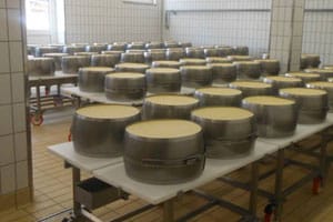 Typische Käseform vom Trentingrana Grana Padano Trentino D.O.P.